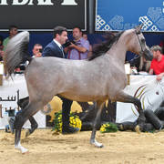 Yearling Colt Gold Champion: HL El Ganador (HP Shakir TE X Lonco Bay Maria) 