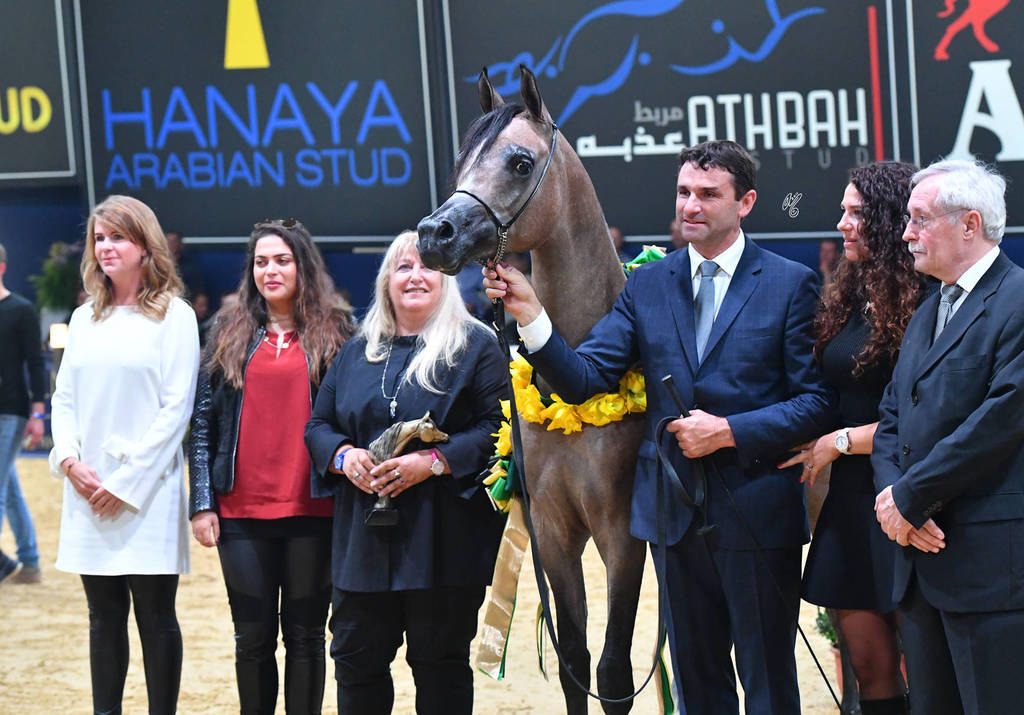 Yearling Colt Gold Champion: HL El Ganador (HP Shakir TE X Lonco Bay Maria) 