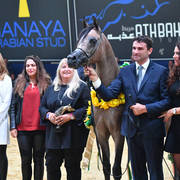 Yearling Colt Gold Champion: HL El Ganador (HP Shakir TE X Lonco Bay Maria) 