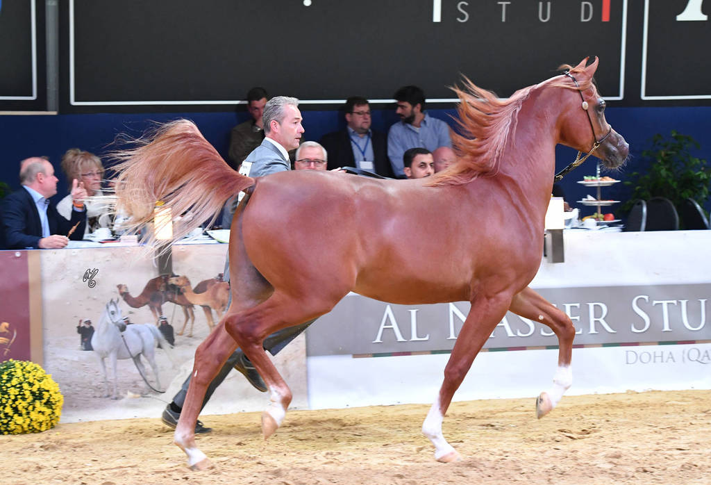 Yearling Colt Silver Champion: RD Harenaado (Hariry Al Shaqab X DM Endless Romance) 