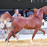 Yearling Colt Silver Champion: RD Harenaado (Hariry Al Shaqab X DM Endless Romance) 