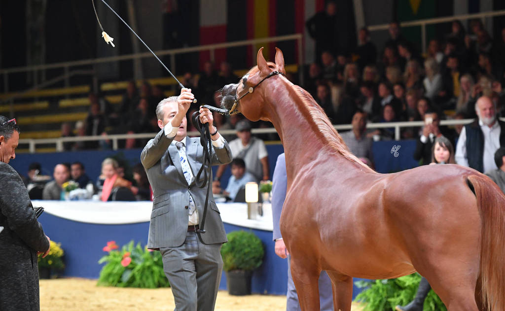 Yearling Colt Silver Champion: RD Harenaado (Hariry Al Shaqab X DM Endless Romance) 