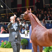 Yearling Colt Silver Champion: RD Harenaado (Hariry Al Shaqab X DM Endless Romance) 