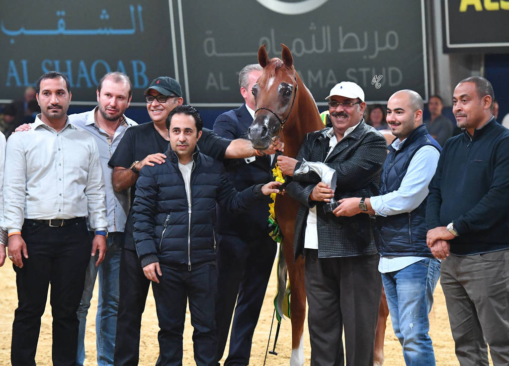 Yearling Colt Silver Champion: RD Harenaado (Hariry Al Shaqab X DM Endless Romance) 