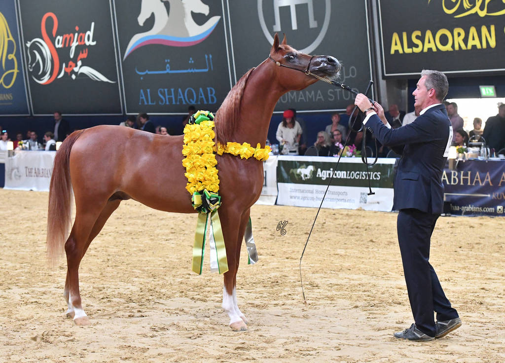 Yearling Colt Silver Champion: RD Harenaado (Hariry Al Shaqab X DM Endless Romance) 