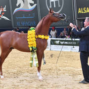 Yearling Colt Silver Champion: RD Harenaado (Hariry Al Shaqab X DM Endless Romance) 
