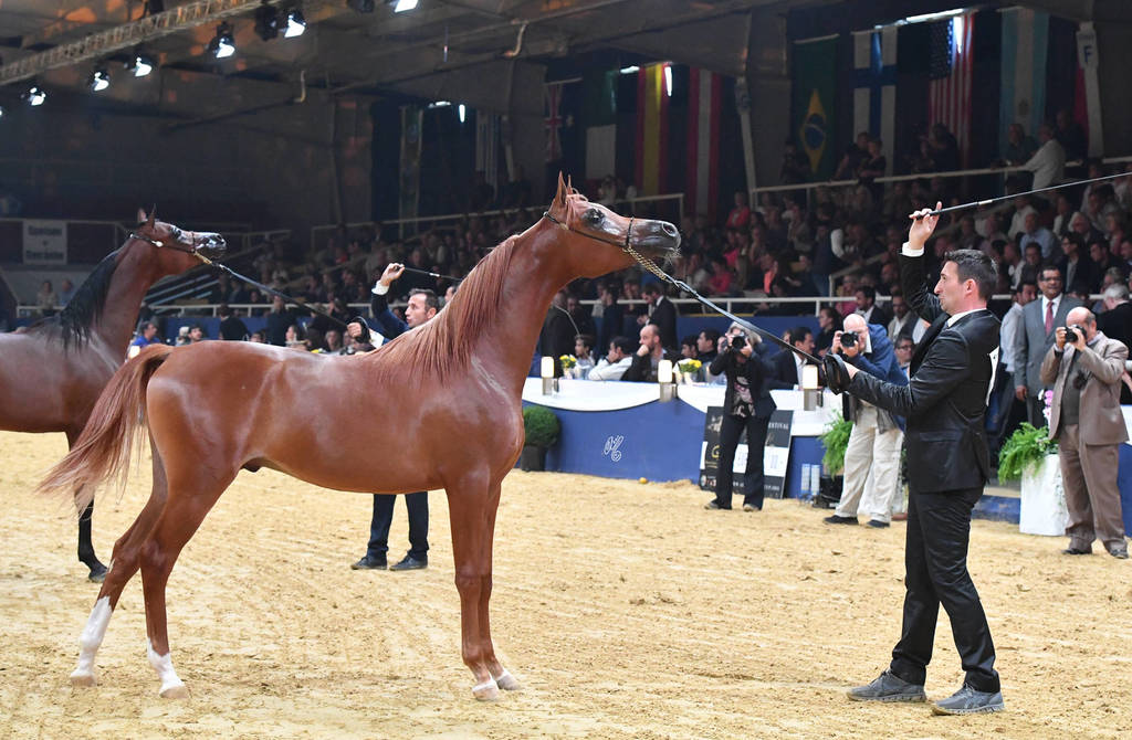 Yearling Colt Bronze Champion: D Shallal (FA El Rasheem X D Shahla)