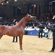 Yearling Colt Bronze Champion: D Shallal (FA El Rasheem X D Shahla)