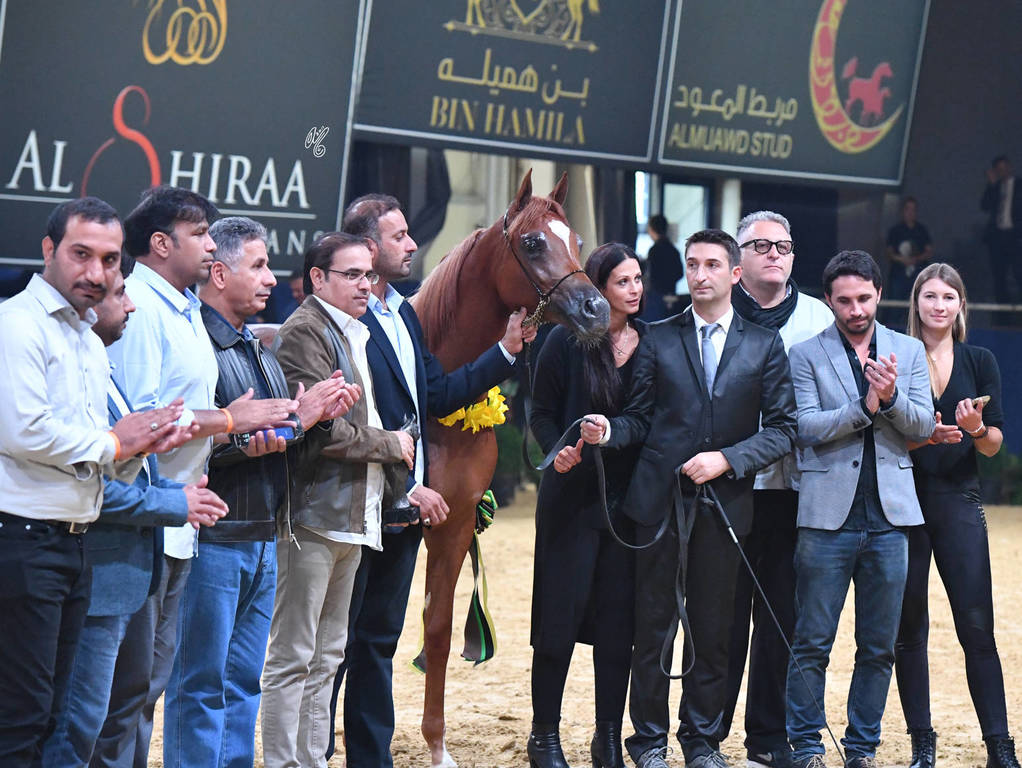 Yearling Colt Bronze Champion: D Shallal (FA El Rasheem X D Shahla)