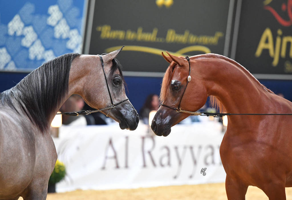 Yearling Colt Champions HL El Ganador and RD Harenaado