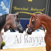 Yearling Colt Champions HL El Ganador and RD Harenaado