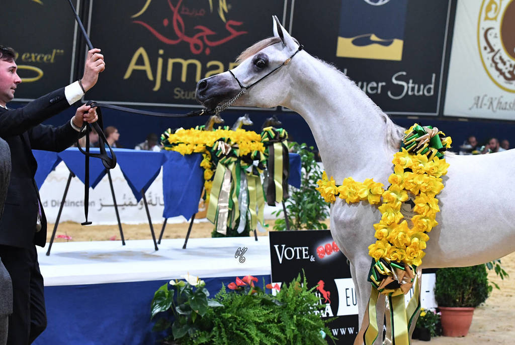 Yearling Filly Gold Champion: LR ERA DE Excalibur (Excalibur EA X Expected Beauty RP) 