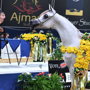 Yearling Filly Gold Champion: LR ERA DE Excalibur (Excalibur EA X Expected Beauty RP) 