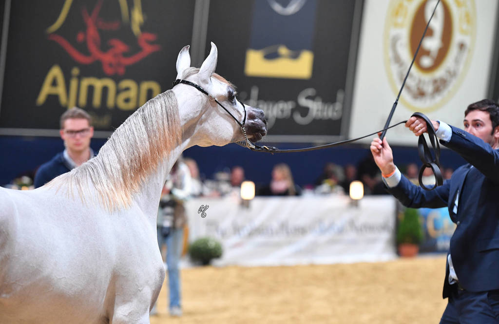 Yearling Filly Gold Champion: LR ERA DE Excalibur (Excalibur EA X Expected Beauty RP)