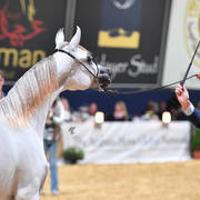 Yearling Filly Gold Champion: LR ERA DE Excalibur (Excalibur EA X Expected Beauty RP)