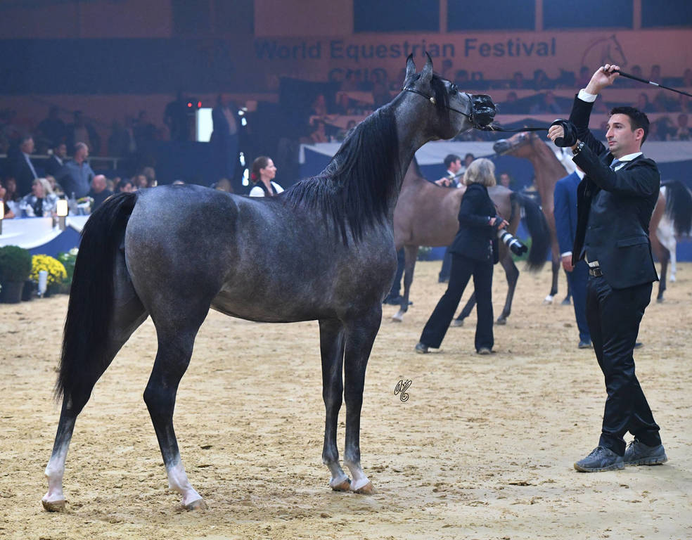 Yearling Filly Silver Champion: D Mumayyazah (FA El Rasheem X M Randy)