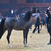 Yearling Filly Silver Champion: D Mumayyazah (FA El Rasheem X M Randy)