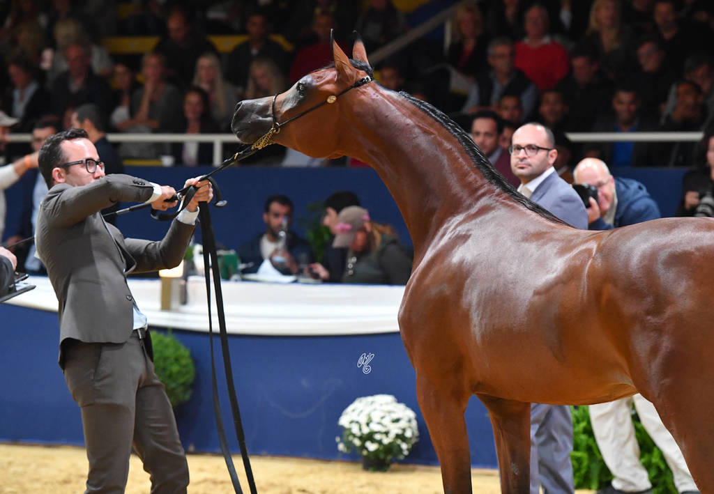 Yearling Filly Bronze Champion: Seranza (Kanz Albidayer X Evening Serenade) 