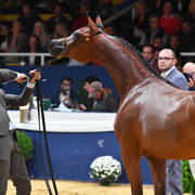 Yearling Filly Bronze Champion: Seranza (Kanz Albidayer X Evening Serenade) 
