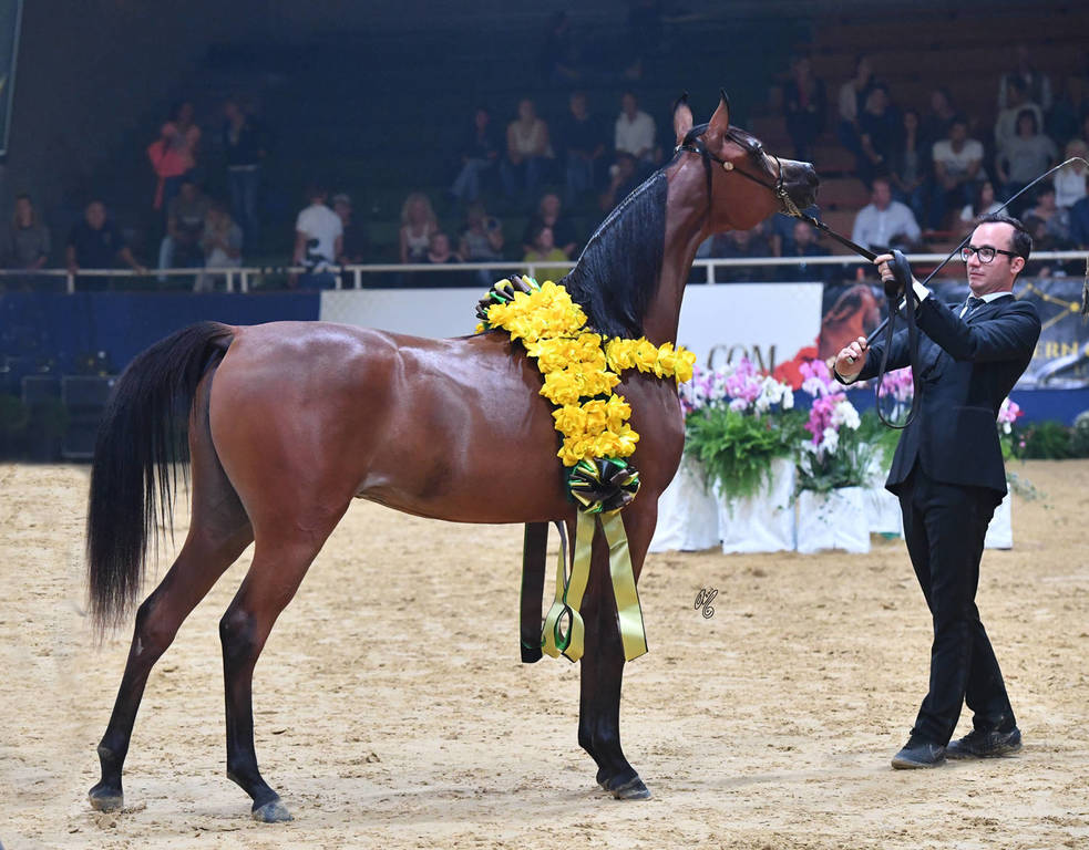 Yearling Filly Bronze Champion: Seranza (Kanz Albidayer X Evening Serenade) 