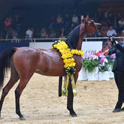 Yearling Filly Bronze Champion: Seranza (Kanz Albidayer X Evening Serenade) 