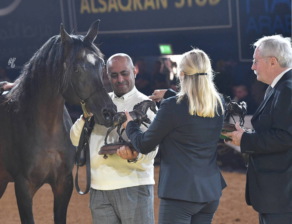 Lifetime Achievement Award for a Horse: Gazal Al Shaqab