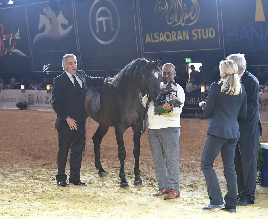 Lifetime Achievement Award for a Horse: Gazal Al Shaqab