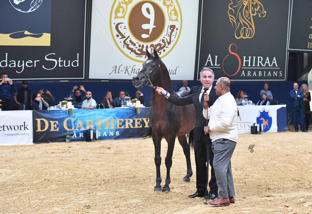 Lifetime Achievement Award for a Horse: Gazal Al Shaqab