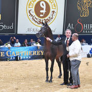 Lifetime Achievement Award for a Horse: Gazal Al Shaqab