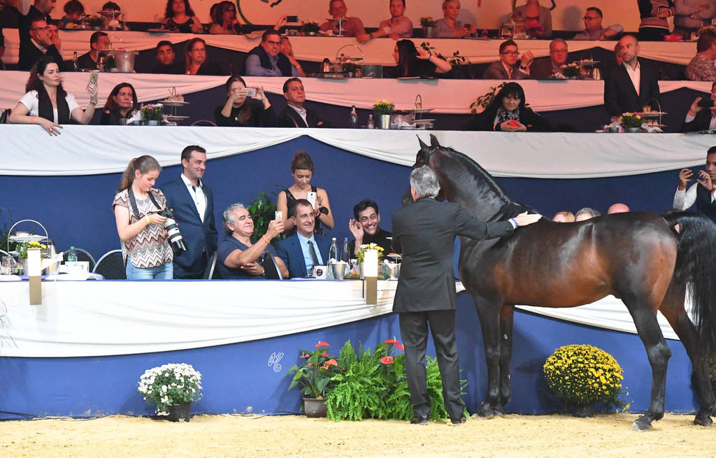 Lifetime Achievement Award for a Horse: Gazal Al Shaqab
