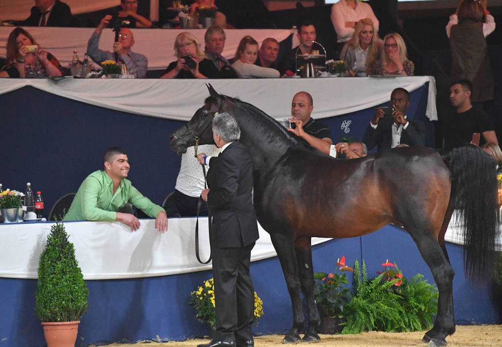 Lifetime Achievement Award for a Horse: Gazal Al Shaqab