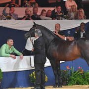Lifetime Achievement Award for a Horse: Gazal Al Shaqab