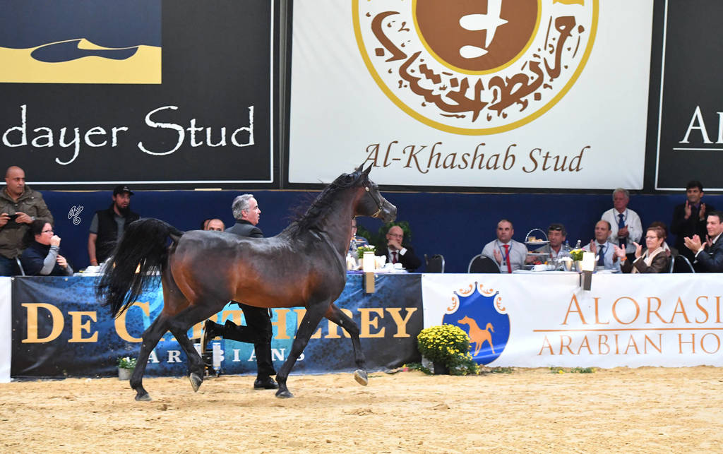 Lifetime Achievement Award for a Horse: Gazal Al Shaqab