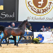 Lifetime Achievement Award for a Horse: Gazal Al Shaqab