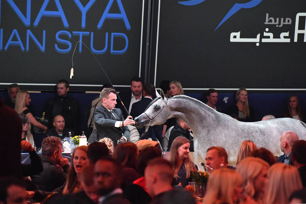 Lisa Abraham: The 2017 All Nations Cup Festival Photo Gallery