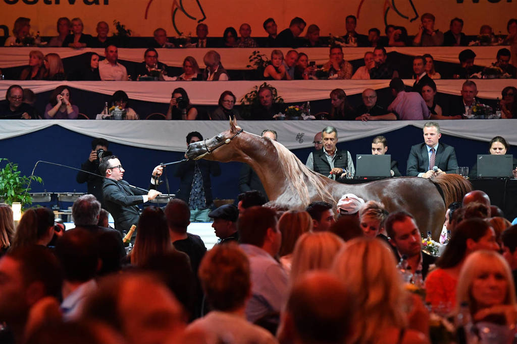 Lisa Abraham: The 2017 All Nations Cup Festival Photo Gallery