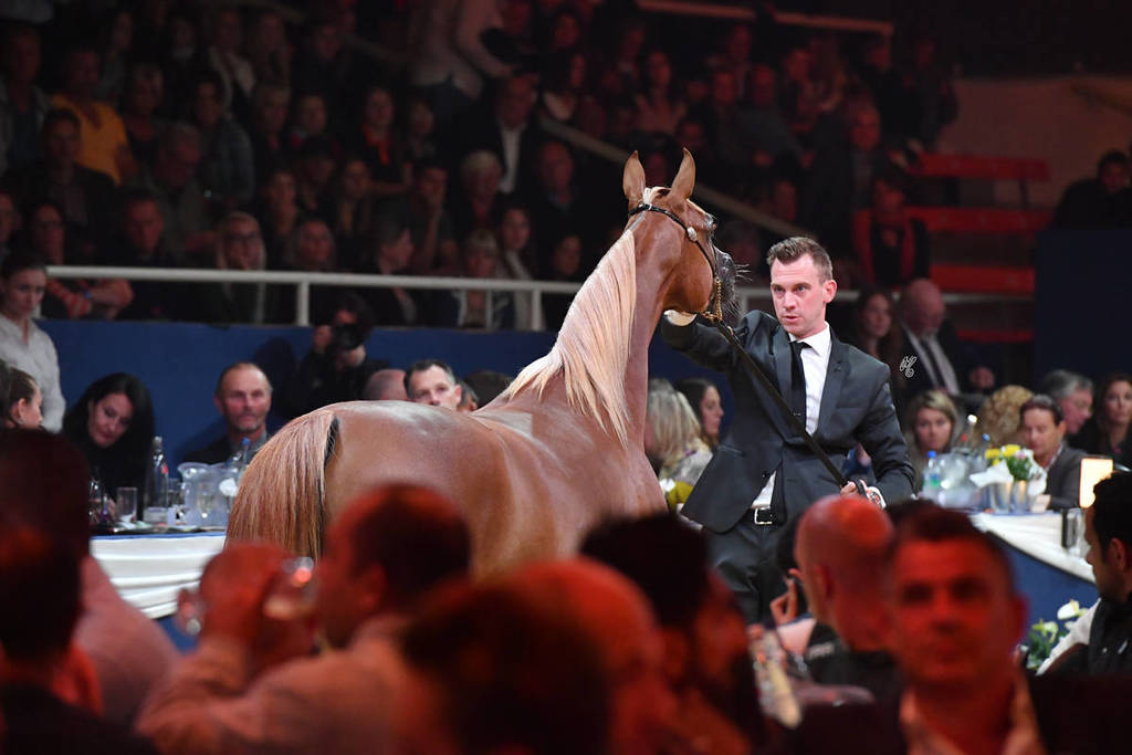 Lisa Abraham: The 2017 All Nations Cup Festival Photo Gallery