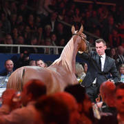 Lisa Abraham: The 2017 All Nations Cup Festival Photo Gallery