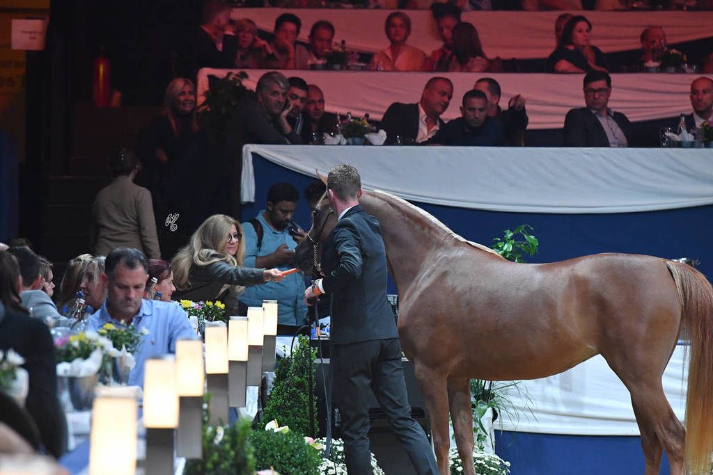 Lisa Abraham: The 2017 All Nations Cup Festival Photo Gallery