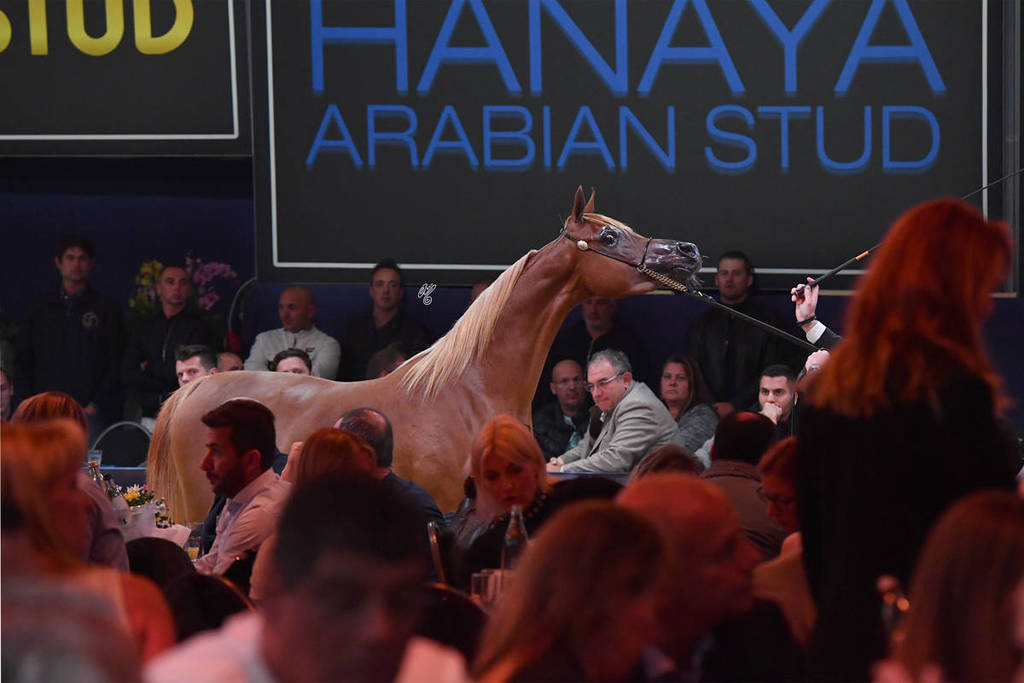 Lisa Abraham: The 2017 All Nations Cup Festival Photo Gallery