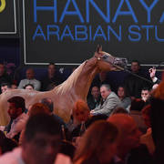 Lisa Abraham: The 2017 All Nations Cup Festival Photo Gallery