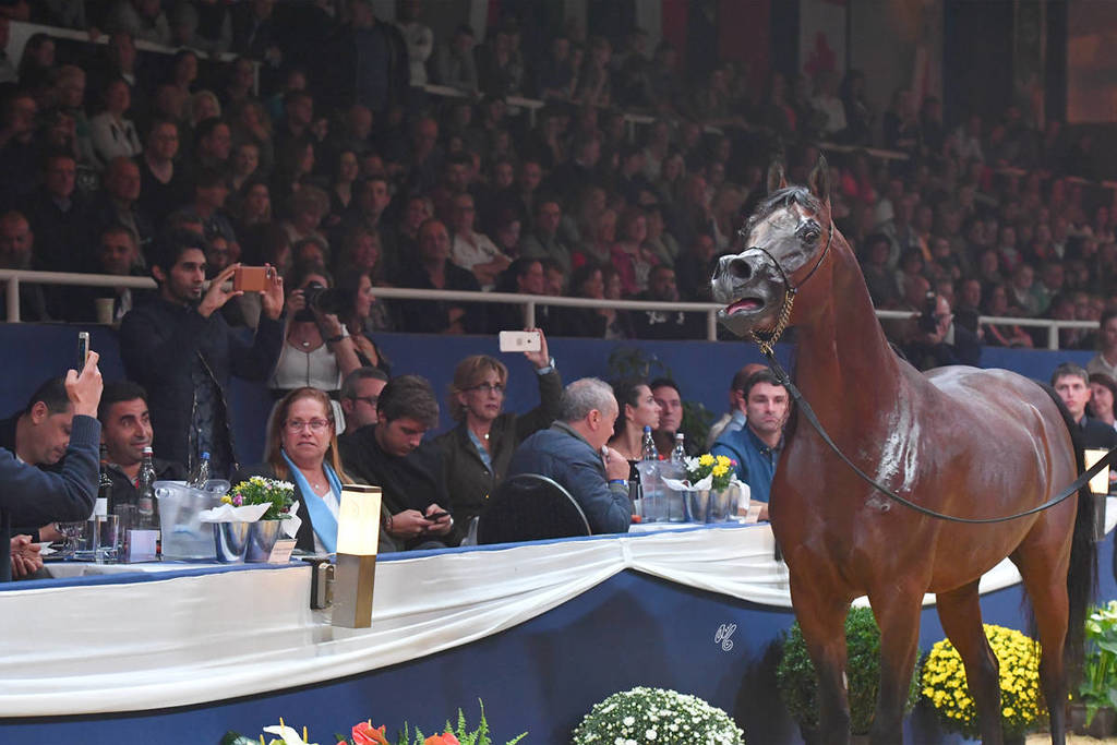 Lisa Abraham: The 2017 All Nations Cup Festival Photo Gallery