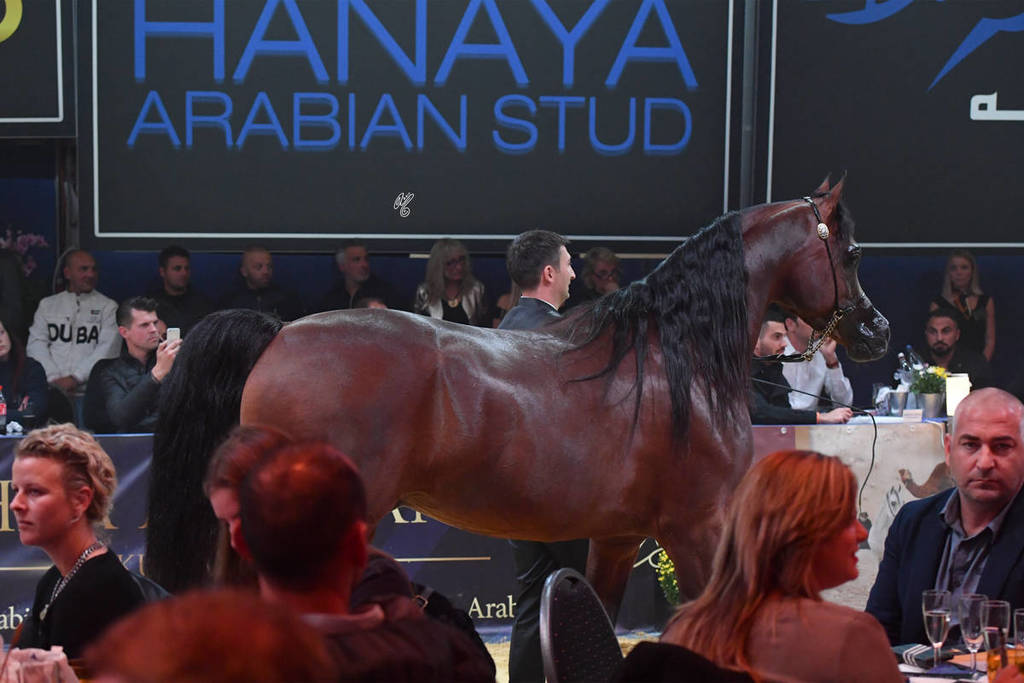 Lisa Abraham: The 2017 All Nations Cup Festival Photo Gallery