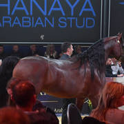 Lisa Abraham: The 2017 All Nations Cup Festival Photo Gallery