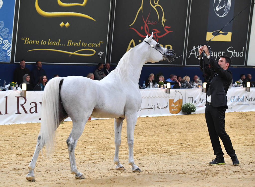 #128 Stallions 10 Years And Older: Mountassar Al Zobair 