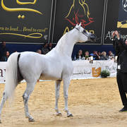 #128 Stallions 10 Years And Older: Mountassar Al Zobair 