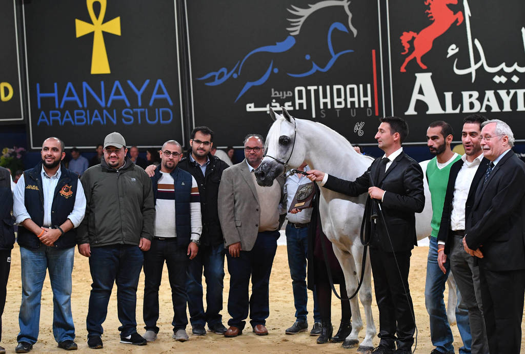 #128 Stallions 10 Years And Older: Mountassar Al Zobair 