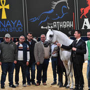 #128 Stallions 10 Years And Older: Mountassar Al Zobair 