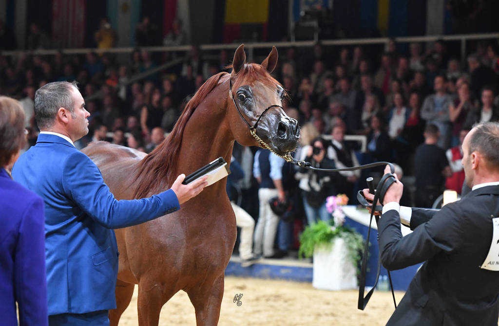 #126 Stallions 10 Years And Older: RHR Heir Of Marwan