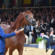 #126 Stallions 10 Years And Older: RHR Heir Of Marwan